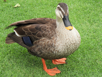 Dオタは見た ディズニーで起こった事件簿まとめ トラブルやハプニングなど