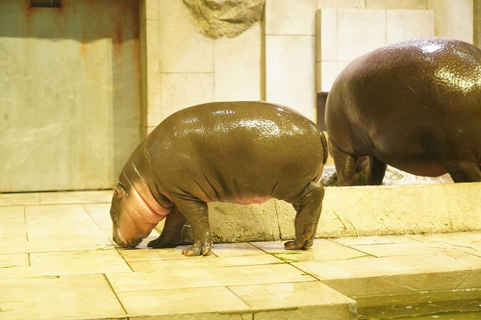 ニフレル ミニカバの赤ちゃんに会いに行こう ミニカバ親子のプロフィールや生態 魅力を解説