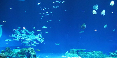 DMMかりゆし水族館へのアクセス方法まとめ!空港からの直行バスや駐車料金についても解説!