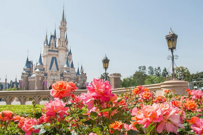 ディズニーランド シーに咲く花の見頃はいつ 花の種類や花壇の場所まとめ ディズニーランドローズも ディズニーランド シーに咲く花の見頃はいつ 花の種類や花壇の場所まとめ ディズニーランドローズも