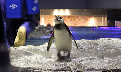 すみだ水族館 混雑する時期 時間帯は 混雑回避の攻略法を徹底解説