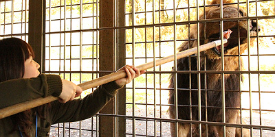 【2021】富士サファリパークのホテル13選!周辺ホテル・旅館の値段&特徴まとめ!