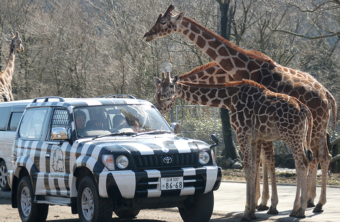 19 富士サファリパーク徹底解説 チケット サファリツアー フードコート アクセスまとめ