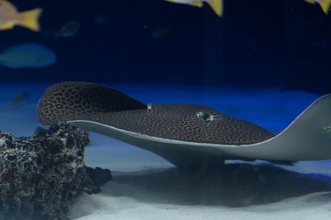 サンシャイン水族館の混雑は 平日 土日祝 長期休みの混み具合 特に混雑する人気スポットまとめ