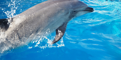 【2019】名古屋港水族館の割引情報!チケット割引・年間パスポートの特典割引・宿泊セット割引!