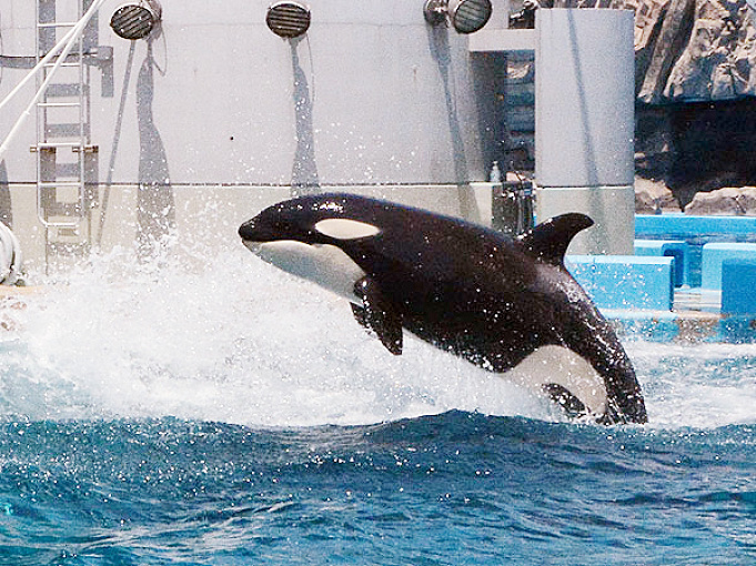 シャチがいる水族館 名古屋港水族館を徹底解説 料金 動物 おすすめのランチまで解説