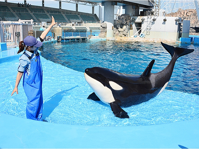 シャチがいる水族館 名古屋港水族館を徹底解説 料金 動物 おすすめのランチまで解説