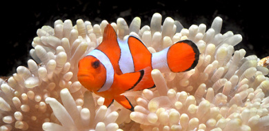 最新 新江ノ島水族館のチケット料金 コンビニ前売券 優待割引お得情報を 最新 新江ノ島水族館のチケット料金 コンビニ前売券 優待割引お得情報を
