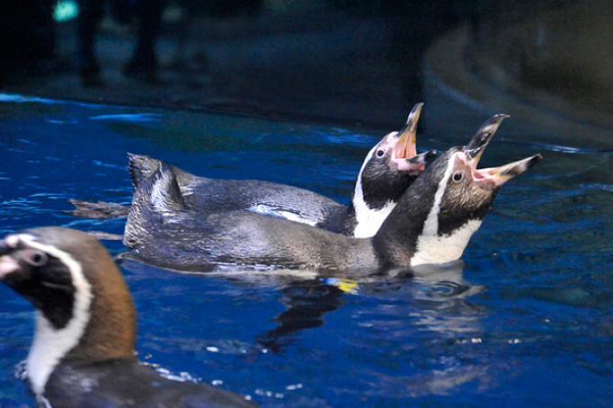 最新 新江ノ島水族館のチケット料金 コンビニ前売券 優待割引お得情報を徹底比較