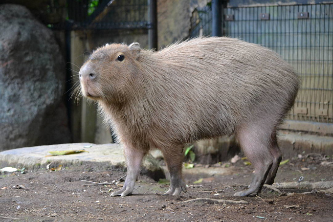 よこはま動物園ズーラシア 料金 割引方法13選 前売券や江ノ島水族館セット券も