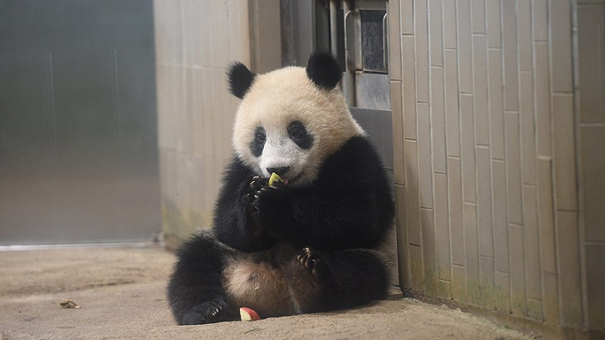 21 上野動物園の混雑解説 春休み Gw 夏休み 冬休みの混雑状況 回避方法まとめ