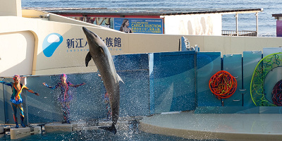 【新江ノ島水族館】えのすい駐車場ガイド!主要な周辺駐車場の料金・混雑・注意点・アクセスまとめ!