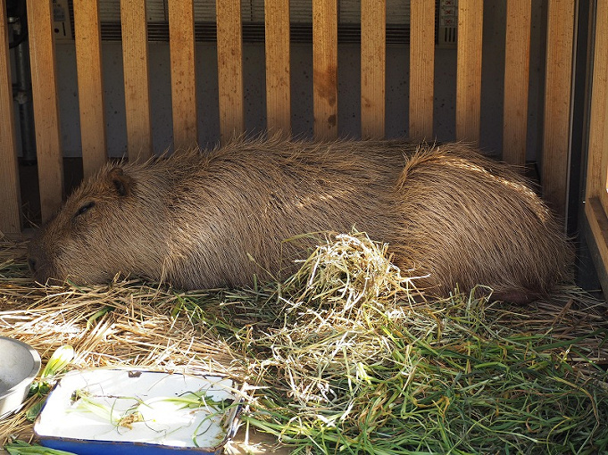 19 上野動物園の料金はいくら 1日チケット料金 年間パスポート 無料で入場できる日まとめ