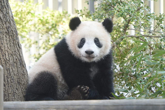 21 上野動物園のパンダ徹底解説 混雑 観覧方法まとめ 上野駅からのアクセスも