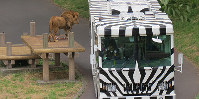 【再開は?】多摩動物公園のライオンバスが休止中!工事内容・建設中の新施設まとめ!ライオンバスの見どころも