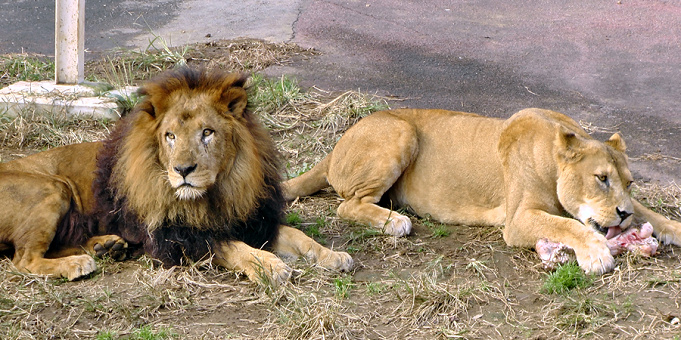 再開は 多摩動物公園のライオンバスが休止中 工事内容 建設中の新施設まとめ ライオンバスの見どころも