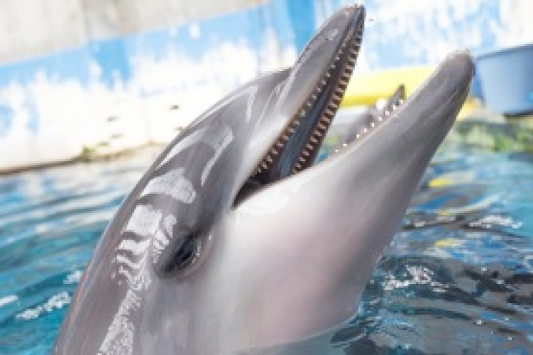 神戸の観光地 須磨海浜水族園徹底ガイド 入園料 園内施設 飼育動物 神戸の観光地 須磨海浜水族園徹底ガイド 入園料 園内施設 飼育動物