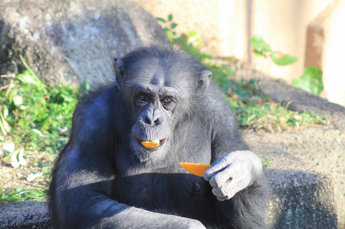 19 東山動物園のゴリラまとめ 人気のイケメンゴリラとは ゴリラ園が新たにオープン
