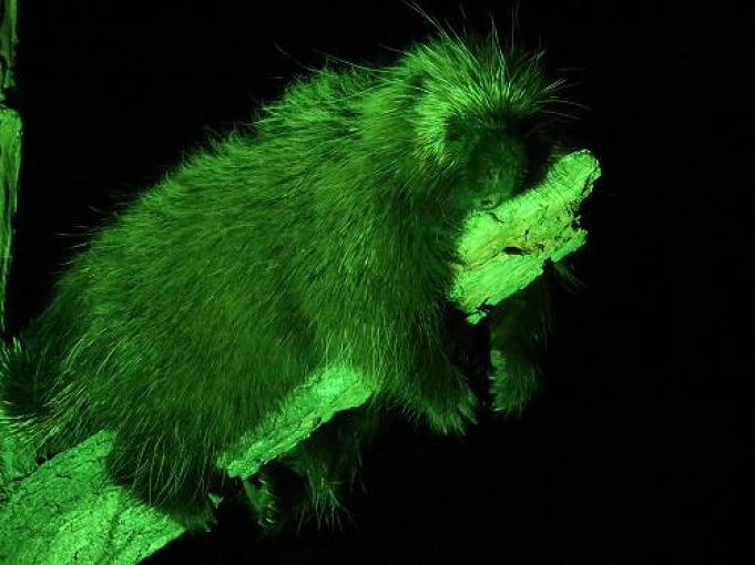 8月開催 東山動物園のナイトズーとは 夜の動物たちを堪能できる イベント概要 注意点まとめ