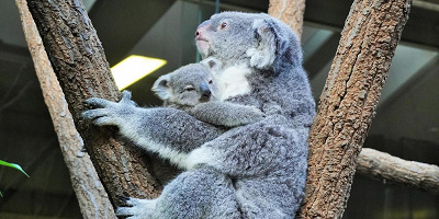 【2023】東山動物園の駐車場まとめ!無料の駐車場・台数の多い駐車場・その他注意点!