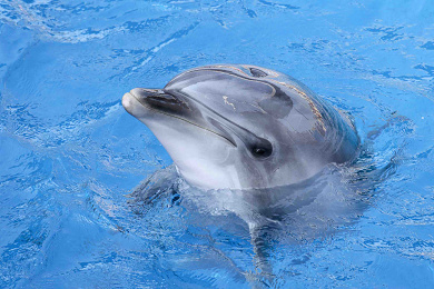 水族館 うみたまごの割引クーポンまとめ 大分県の最新スポットを安い料金で楽し