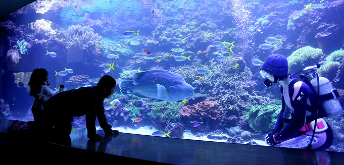 水族館 うみたまごの割引クーポンまとめ 大分県の最新スポットを安い料金で楽しもう