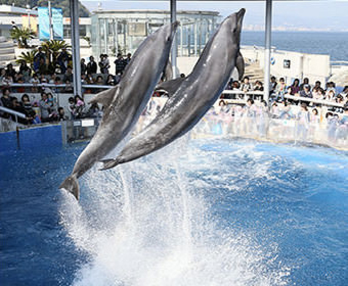 水族館 うみたまごの割引クーポンまとめ 大分県の最新スポットを安い料金で楽しもう