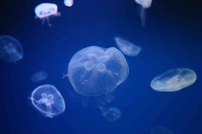 水族館 うみたまごの割引クーポンまとめ 大分県の最新スポットを安い料金で楽しもう