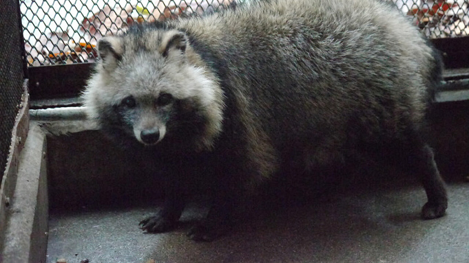 天王寺動物園の事前予約ってなに 予約が必要な日 予約方法 予約なしで遊びに行く方法を紹介