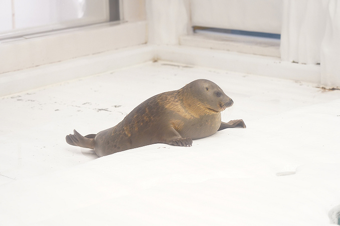 海遊館のアザラシを紹介 種類 名前は 丸すぎるアザラシ がsnsで話題に 赤ちゃんもすくすく成長中