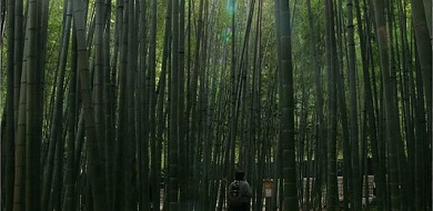 【鎌倉】竹林が美しい報国寺の魅力を紹介！歴史、見どころ、アクセス、拝観方法まとめ