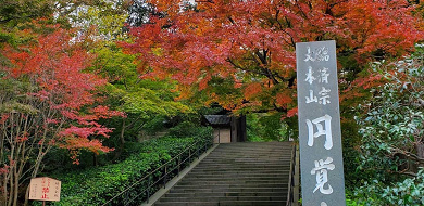 【鎌倉】円覚寺の見どころを紹介！関東最大の鐘や迫力満点の白龍図を見に行こう！