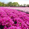 【秩父】芝桜の見頃は4月下旬がピーク!2020年の開催期間、混雑状況、アクセスも!