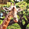 キャステル 【ハワイ】ホノルル動物園の楽しみ方まとめ！迫力満点の動物や、キッズ専用エリア、お土産も充実！
