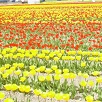 キャステル 【北海道】観光におすすめの花畑13選！ラベンダー、ひまわり、バラが咲く英国ガーデンも