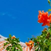 キャステル 【必見】沖縄そばおすすめ5選！沖縄の離島を全制覇！イチオシトッピングも！車がなくても楽しめるそば特集！