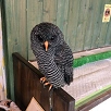 キャステル 【原宿】大人気のフクロウカフェ4選！触れ合いのルールやフクロウの癒しの魅力をご紹介♪