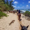 キャステル 【ハワイ】乗馬が楽しめる人気スポット3選！大自然を馬と冒険するおすすめアクティビティ♪