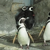 キャステル 【比較】しながわ水族館の近くのお得な駐車場まとめ！公式駐車場・大井町駅周辺の駐車場を比較♪