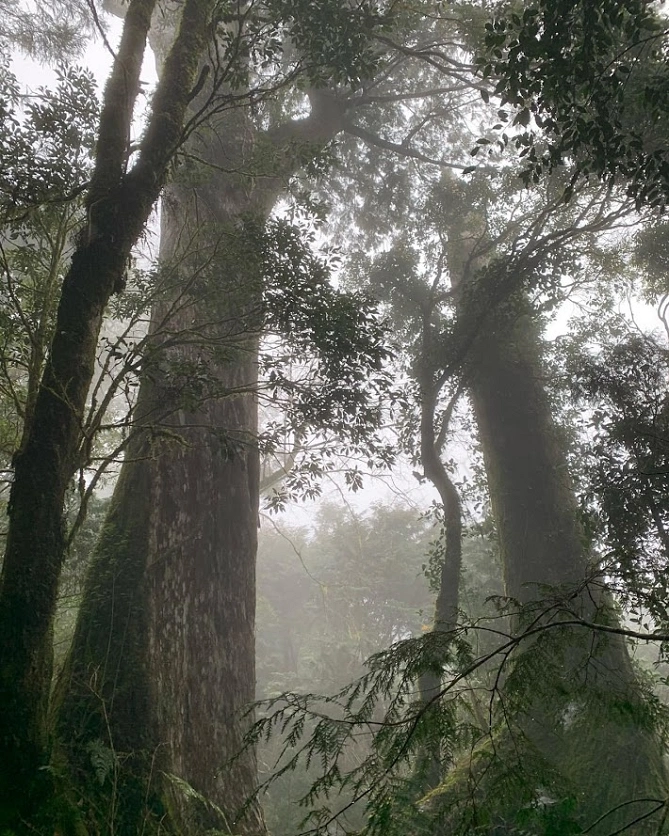 棲蘭山檜木林