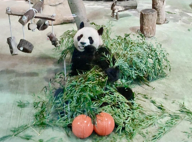 お食事中のパンダ
