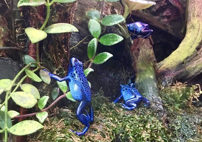 ヤドクガエル