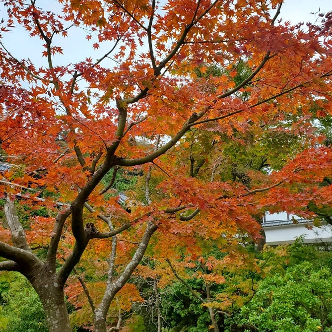 円覚寺・仏殿の「白龍図」
