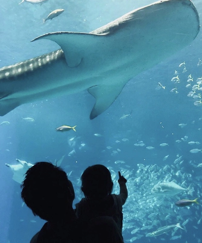 ジンベエザメと親子写真