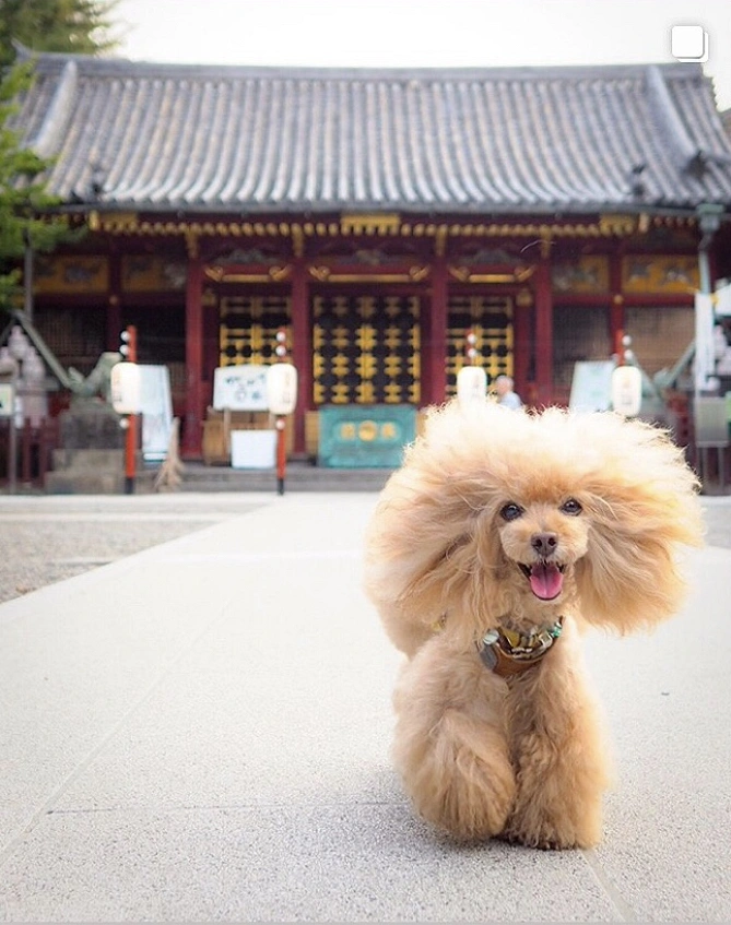 浅草神社