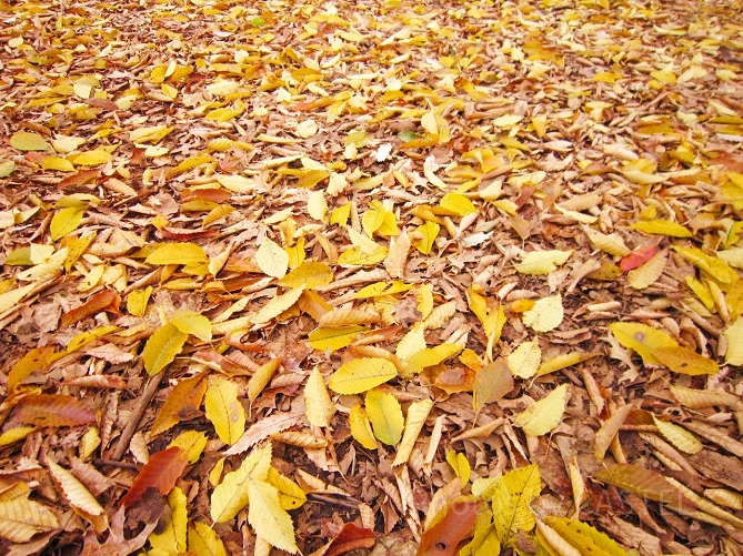 北海道の紅葉