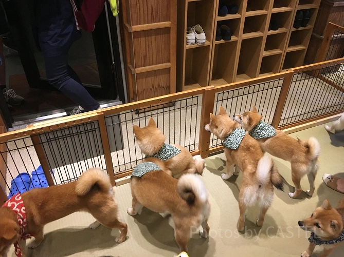 豆柴カフェ原宿　エントランス