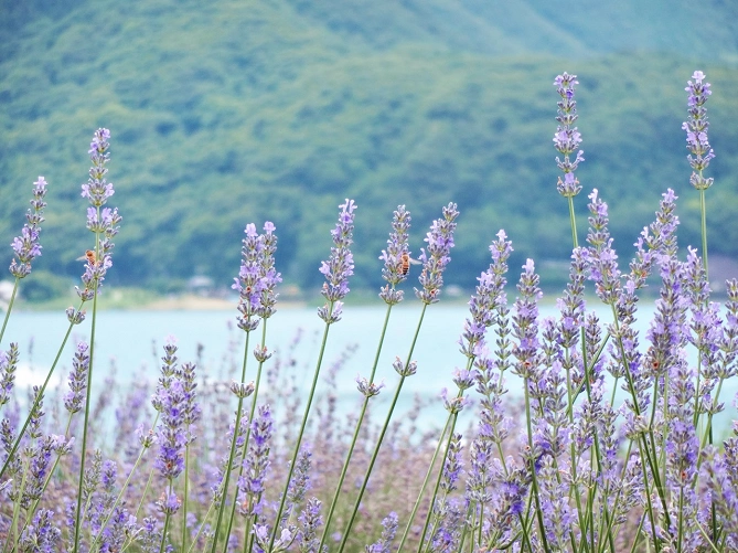 かなやま湖ラベンダー園