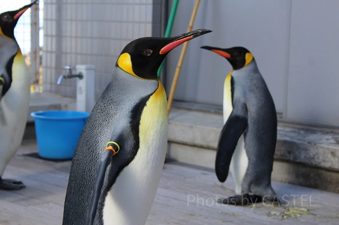 意外と目が鋭い！キングペンギン