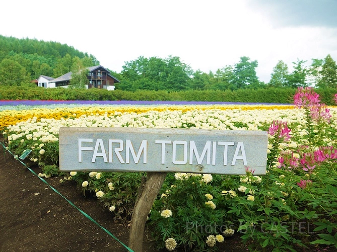 ファーム富田